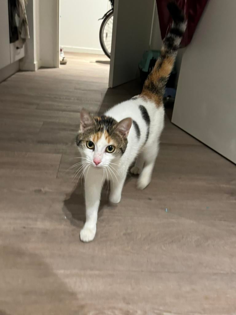 Katje, Dieren en Toebehoren, Katten en Kittens | Overige Katten, Langharig, Poes, 0 tot 2 jaar
