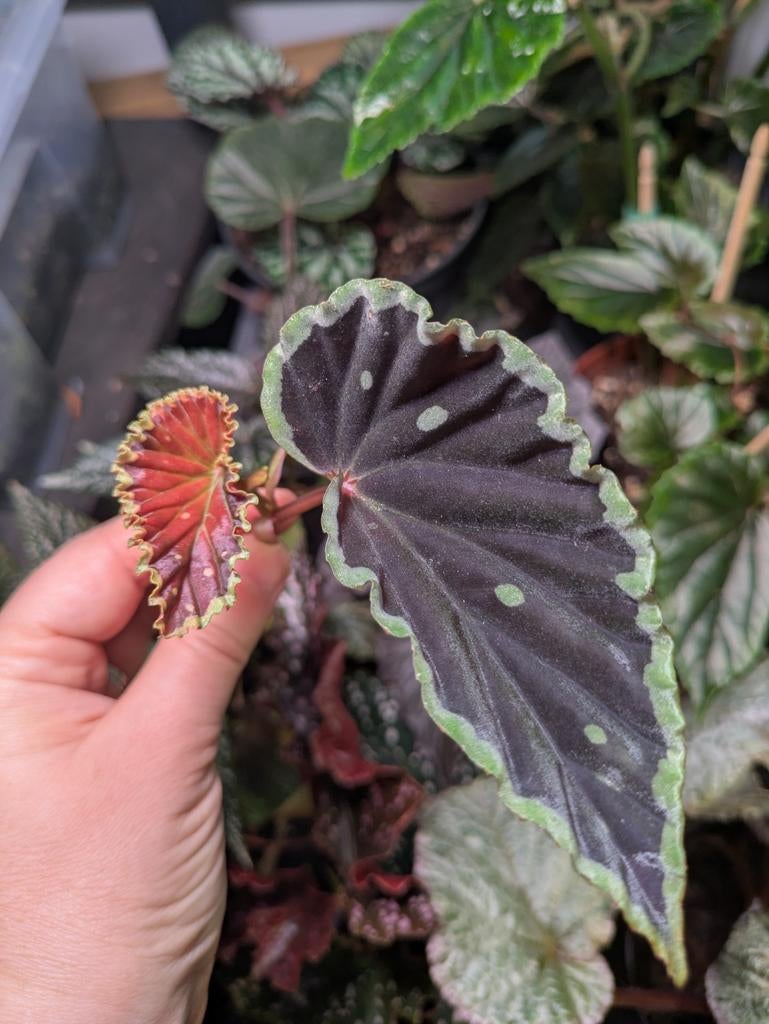 Begonia Darthvaderiana Green Spot, Huis en Inrichting, Kamerplanten, Ophalen of Verzenden, Halfschaduw, Minder dan 100 cm