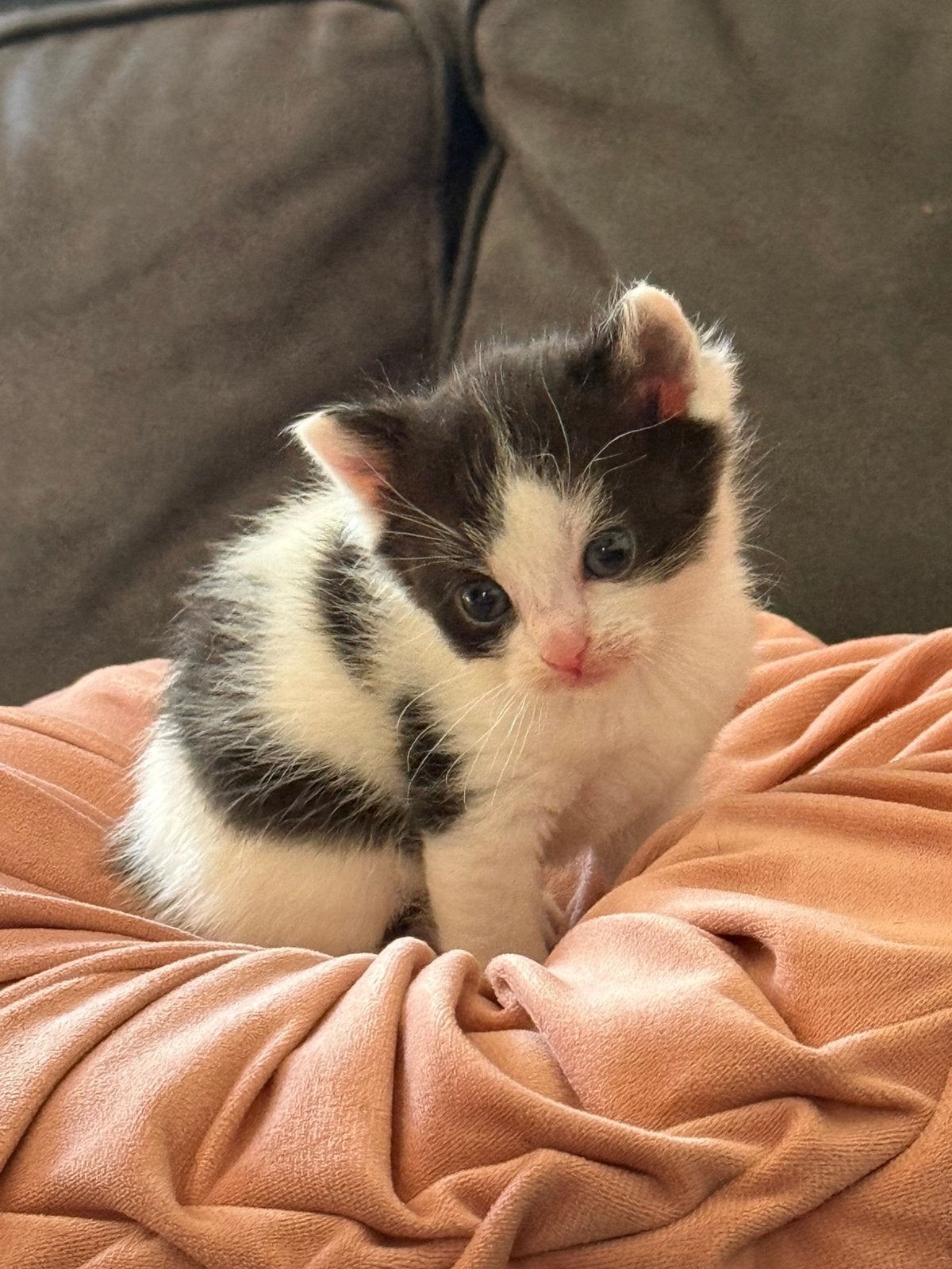 Nog 5 kittens te koop, Dieren en Toebehoren, Katten en Kittens | Overige Katten, Meerdere dieren