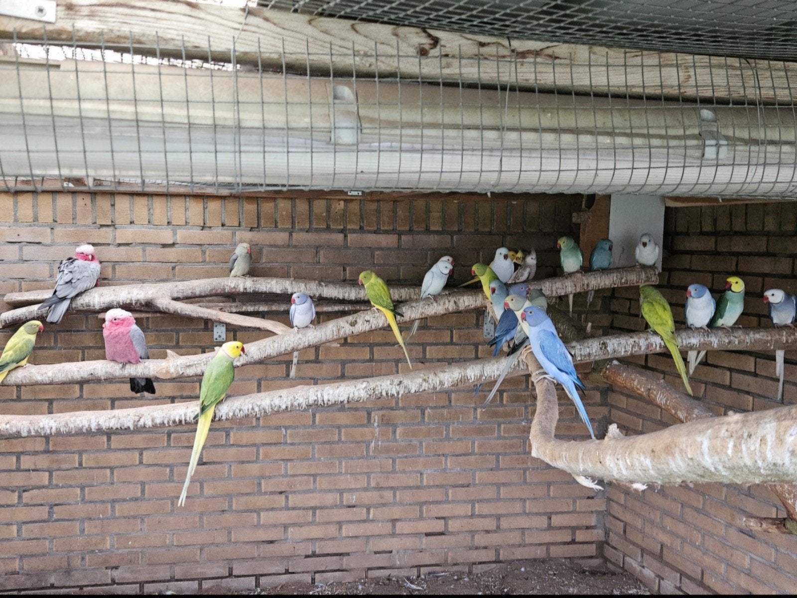Halsbandparkieten, Dieren en Toebehoren, Meerdere dieren, Parkiet