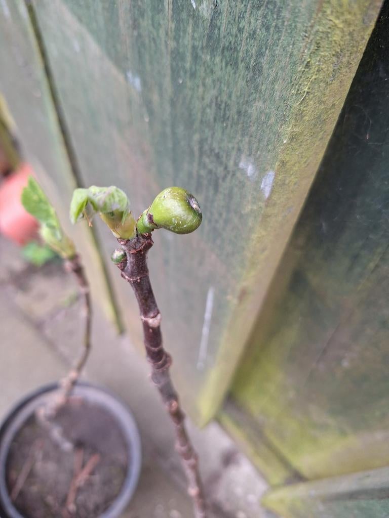 Brown turkey vijgen planten, Ophalen