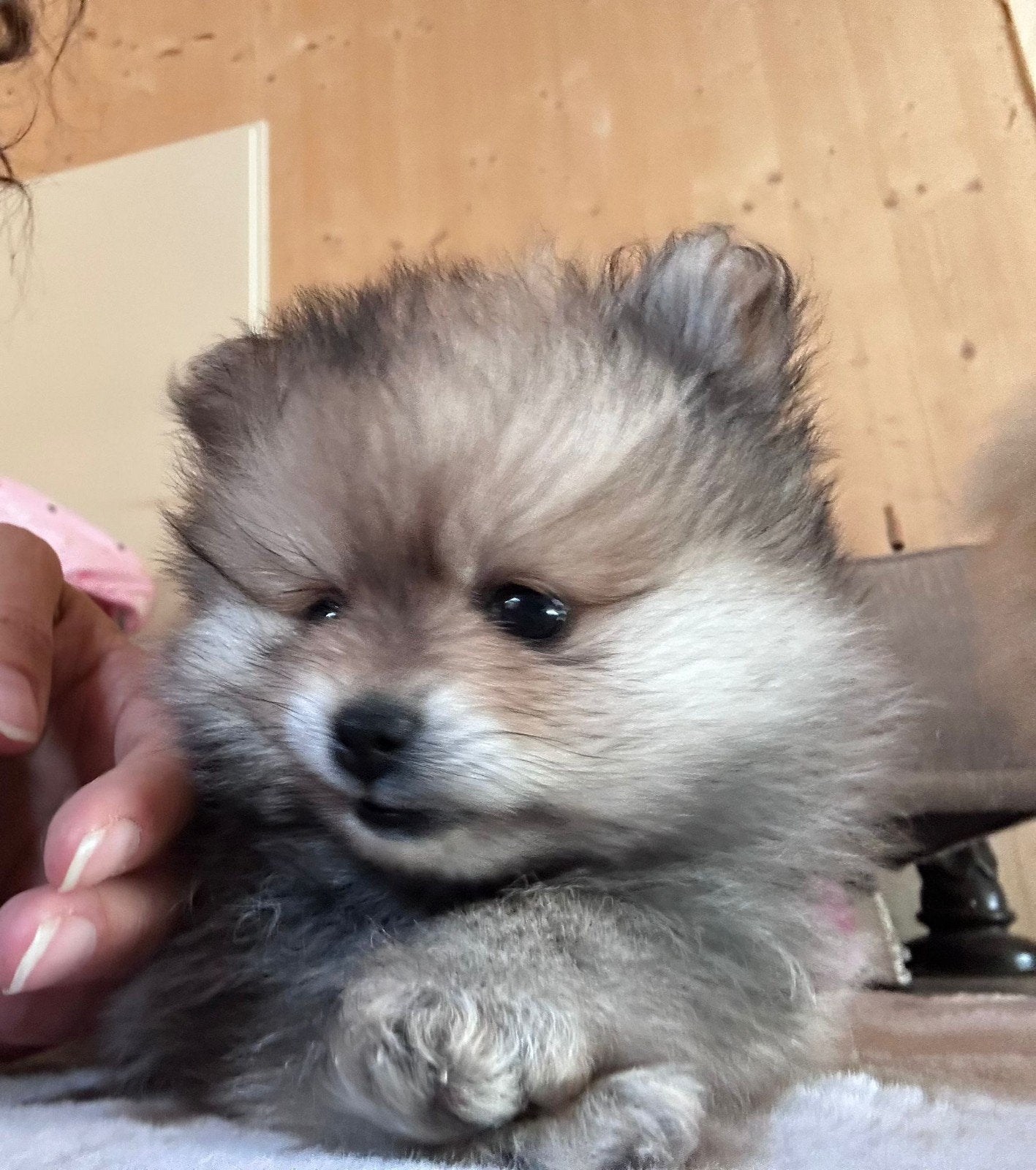 teef pomeriaan mini max 2kilo, Parvo, Keeshond, 8 tot 15 weken, Teef