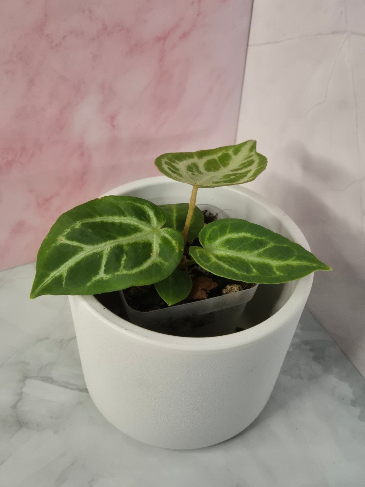 Anthurium Crystallinum #5, Verzenden, Halfschaduw, Minder dan 100 cm