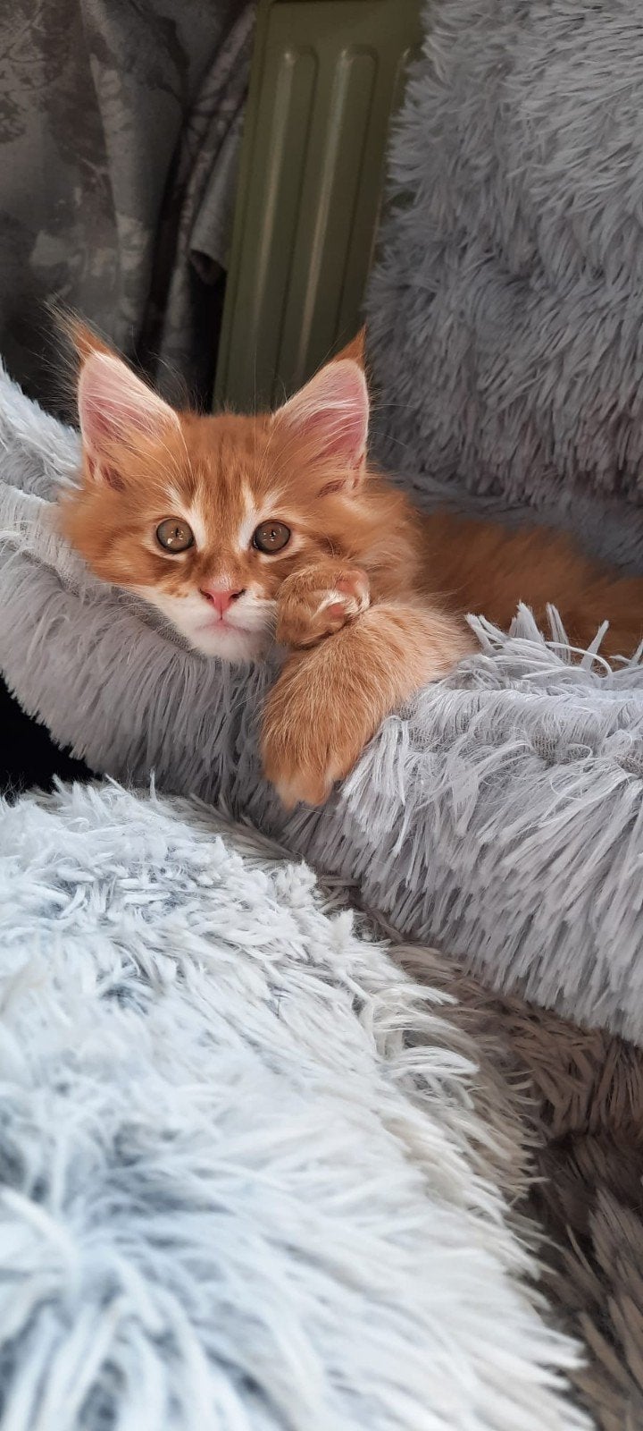 Nog 1 Maincoon katertje, Dieren en Toebehoren, Katten en Kittens | Raskatten | Langhaar, Kater, Ontwormd, 0 tot 2 jaar