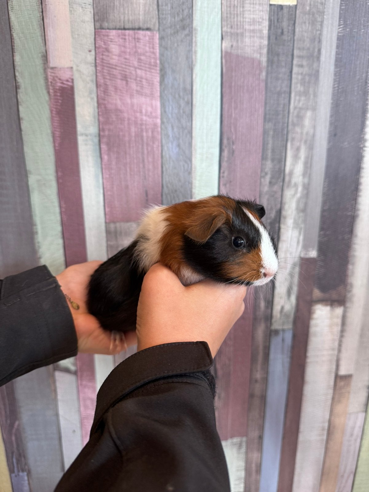 2 jonge cavia’s (vrouwtje en mannetje), Dieren en Toebehoren, Cavia, Augustus, Meerdere dieren, Tam