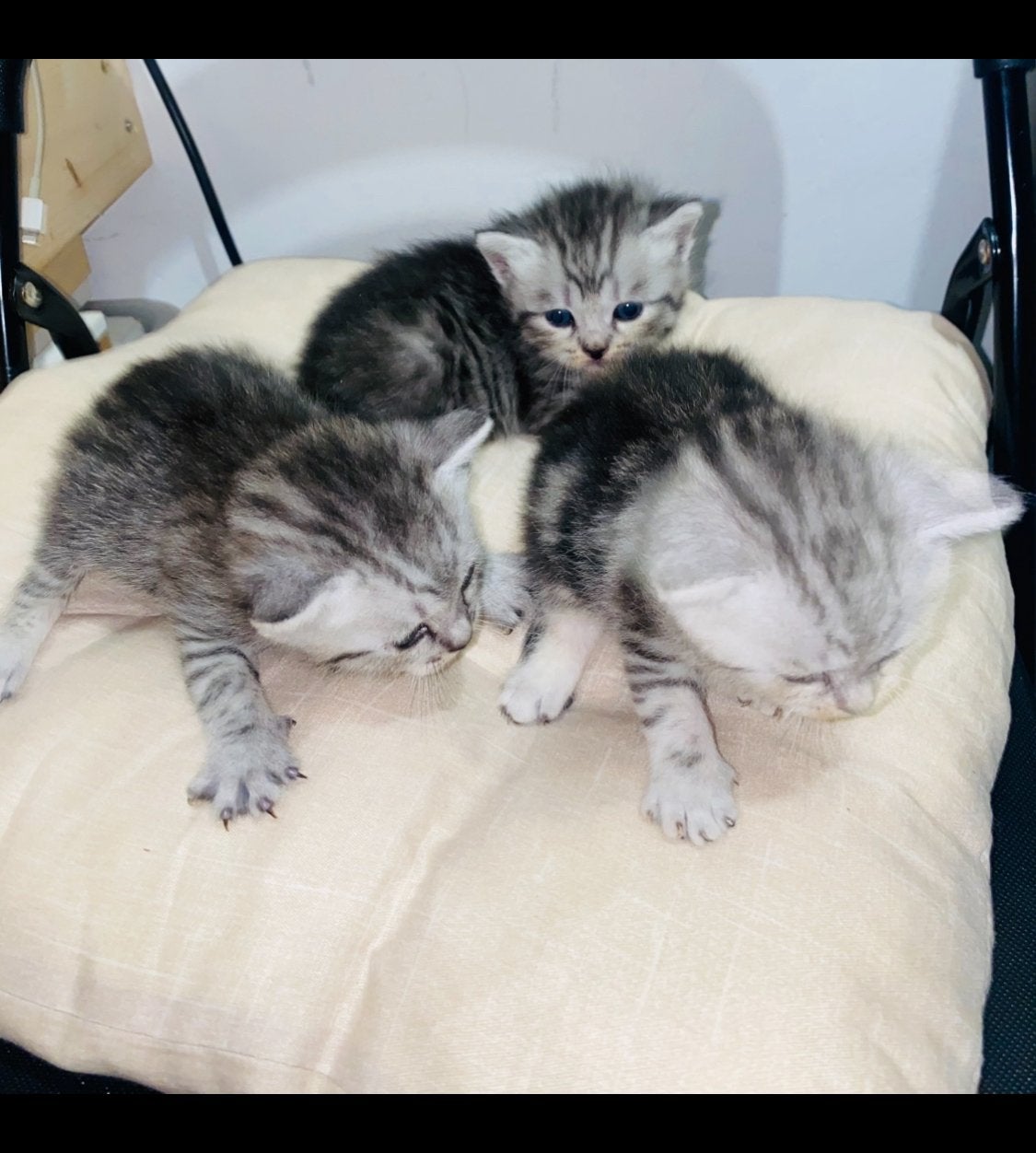 6 kittens Tabby black silver en british
