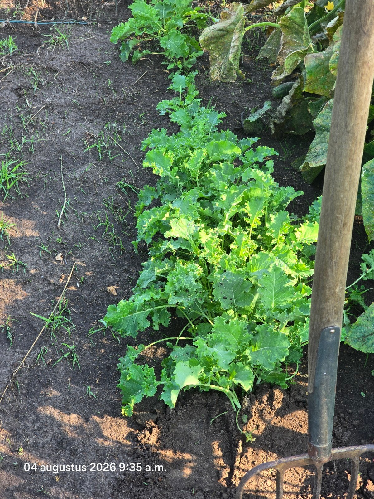 Boerenkool planten, Tuin en Terras, Ophalen of Verzenden, Overige soorten, Volle zon