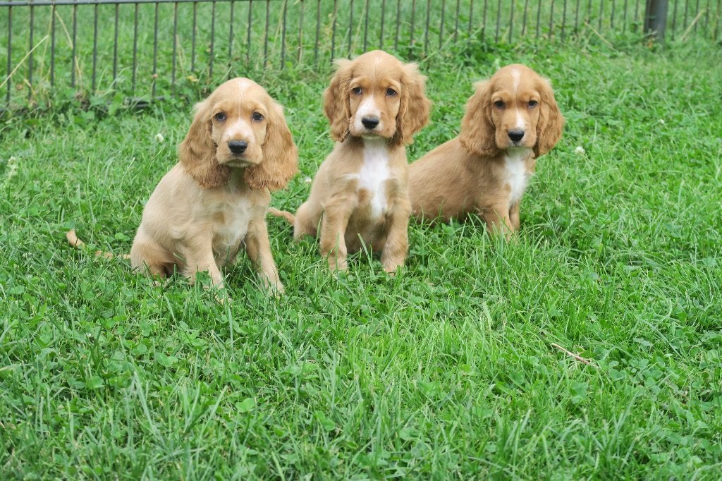 Engelse Cocker Spaniel pups, Dieren en Toebehoren, Parvo, Nederland, 8 tot 15 weken, Meerdere