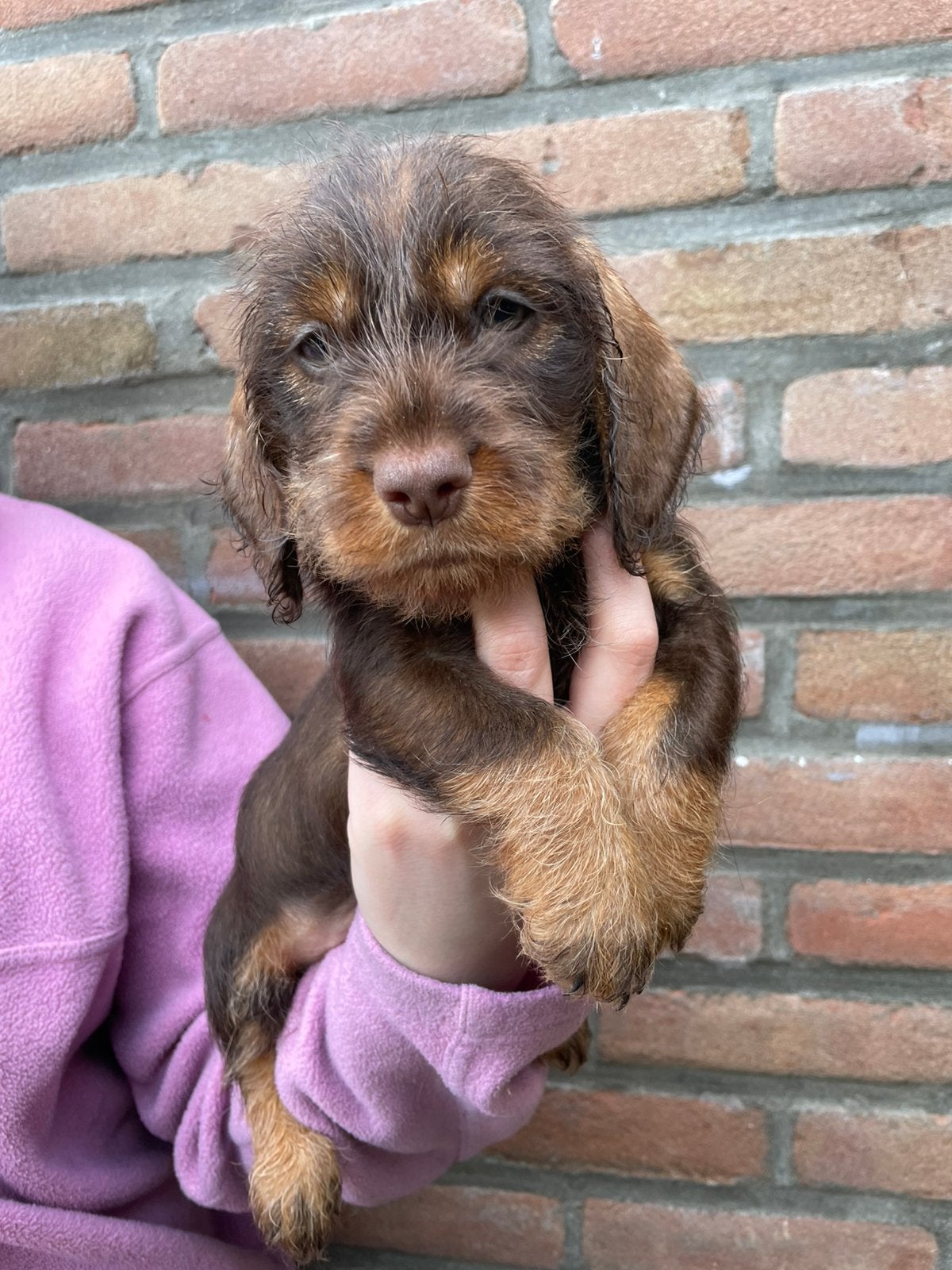 1 Mooie Ruwhaar Dwergteckel meisje, CDV (hondenziekte), 8 tot 15 weken, Dwerg, Meerdere