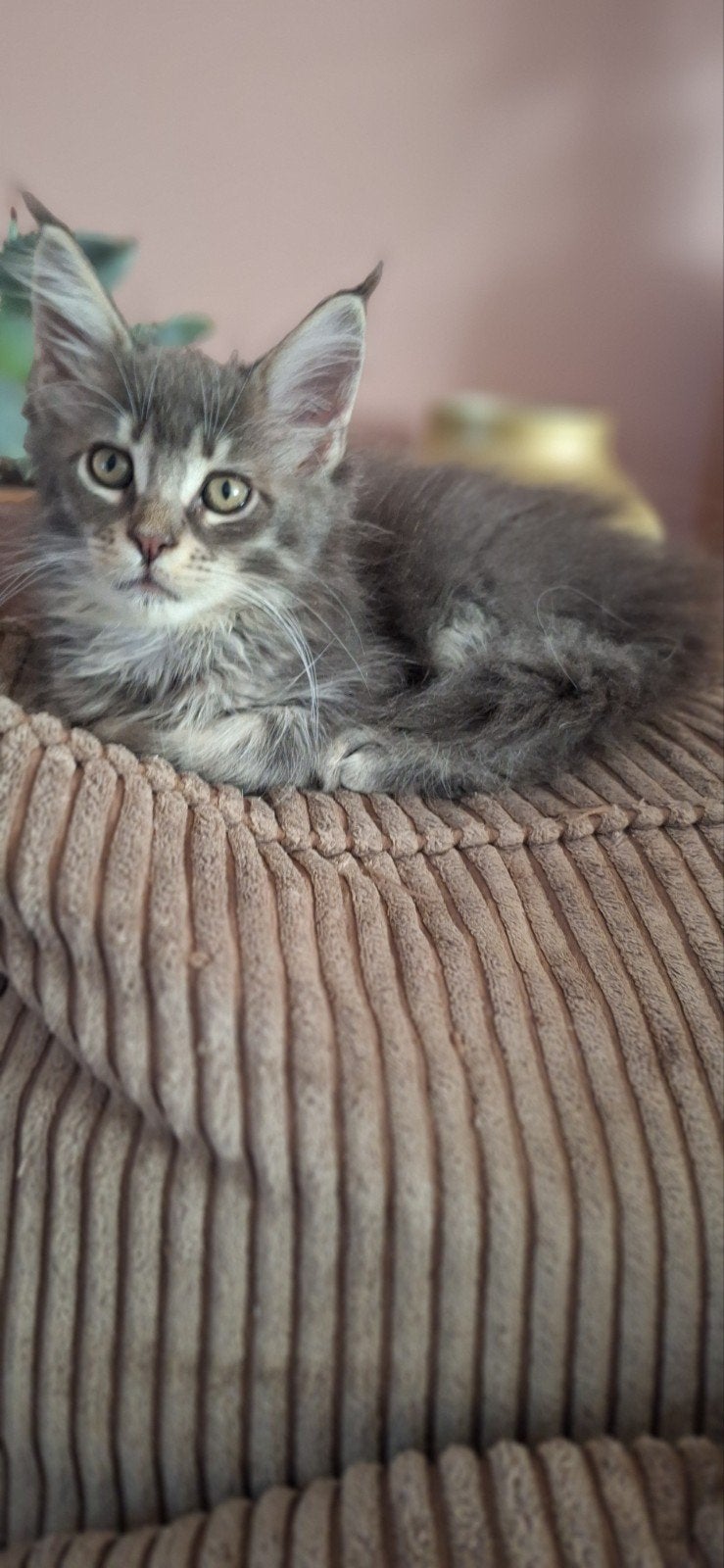 ***Maine coon kittens*** met stamboom, Meerdere dieren, Met stamboom, 0 tot 2 jaar