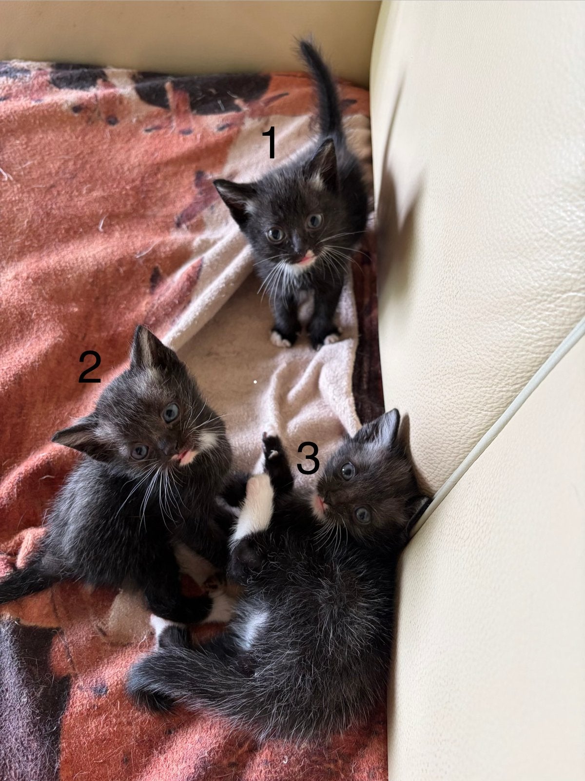 Kittens te koop., Dieren en Toebehoren, Katten en Kittens | Overige Katten, Meerdere dieren, Kortharig, 0 tot 2 jaar