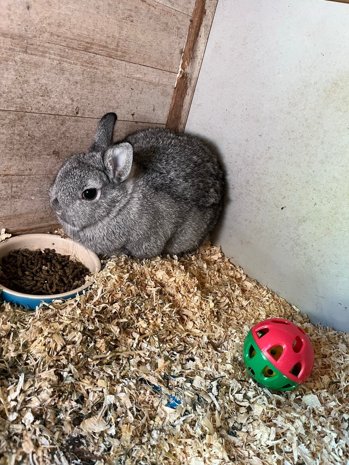 Chincilla kleurdwerg konijn, Augustus, Vrouwelijk, Overige typen