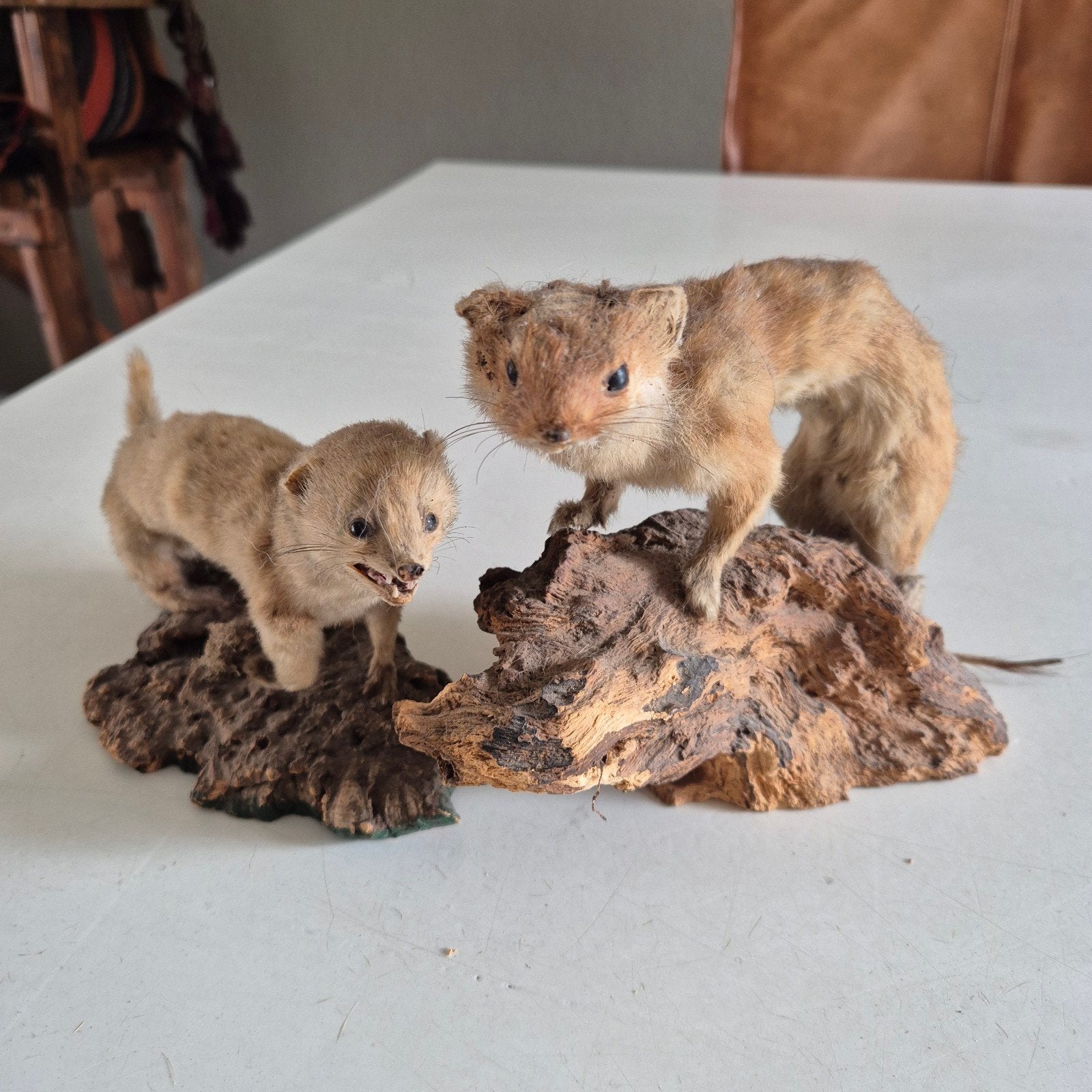 Opgezette wezels op hout, vintage decoratie, Verzamelen, Dierenverzamelingen, Ophalen of Verzenden, Gebruikt, Vogel, Opgezet dier