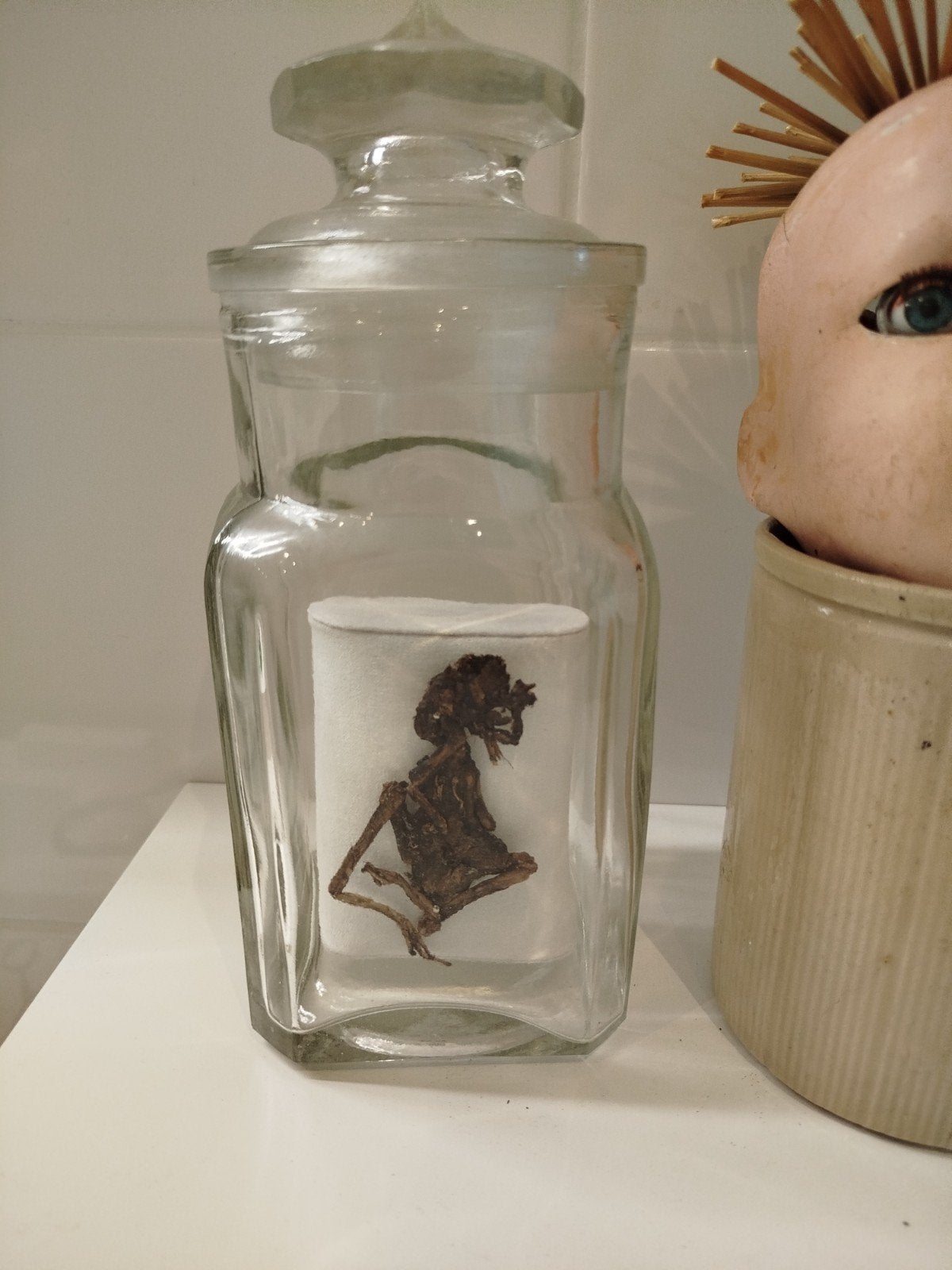 Taxidermie Pad/ Kikker in glazen fles, Ophalen of Verzenden