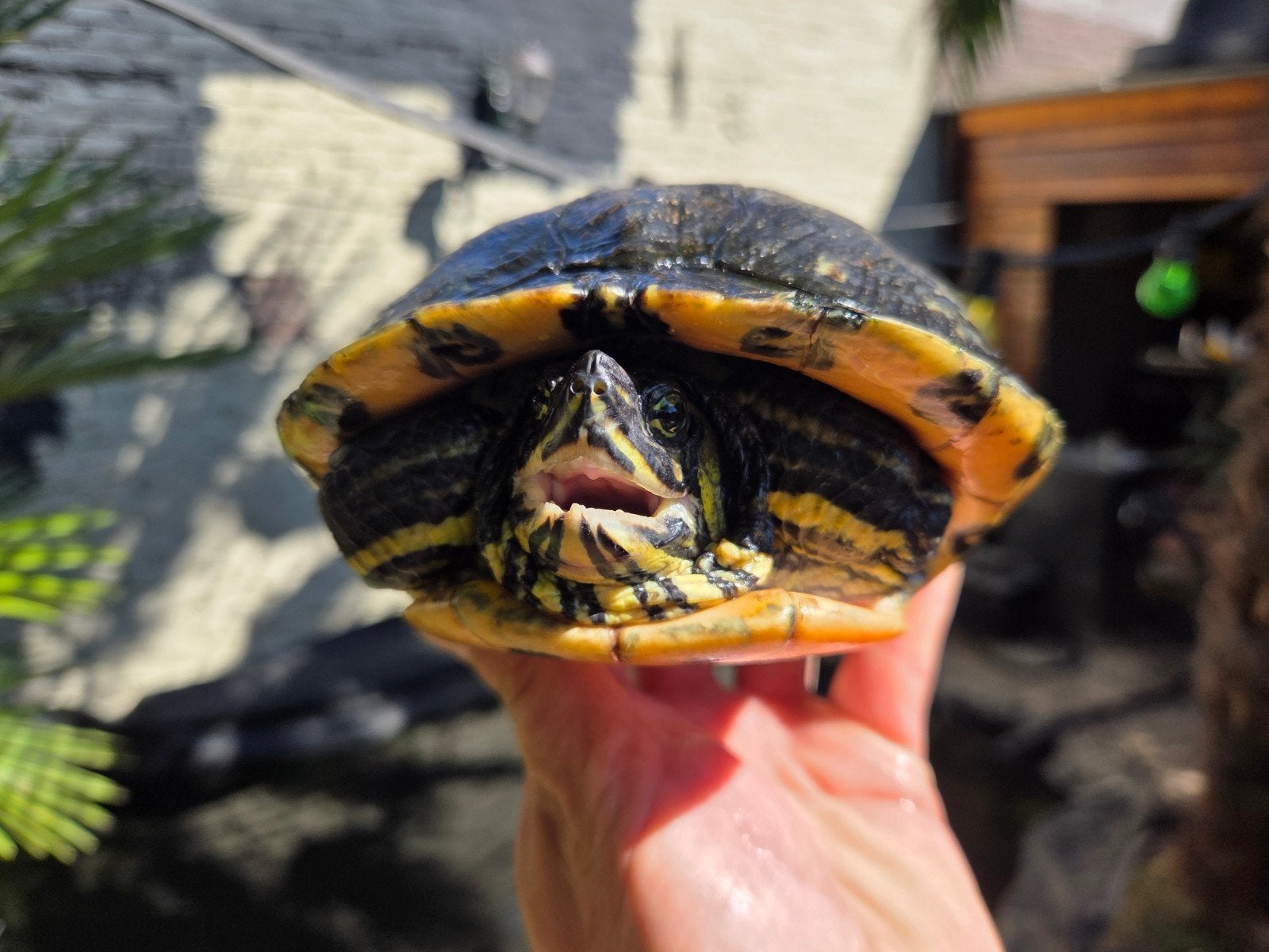 waterschilpad, Dieren en Toebehoren, Schildpad