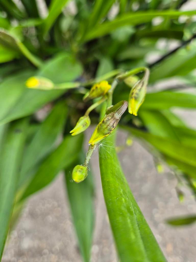 Orchidee Oncidium Tai XXXL p30, Ophalen of Verzenden, Halfschaduw, Minder dan 100 cm