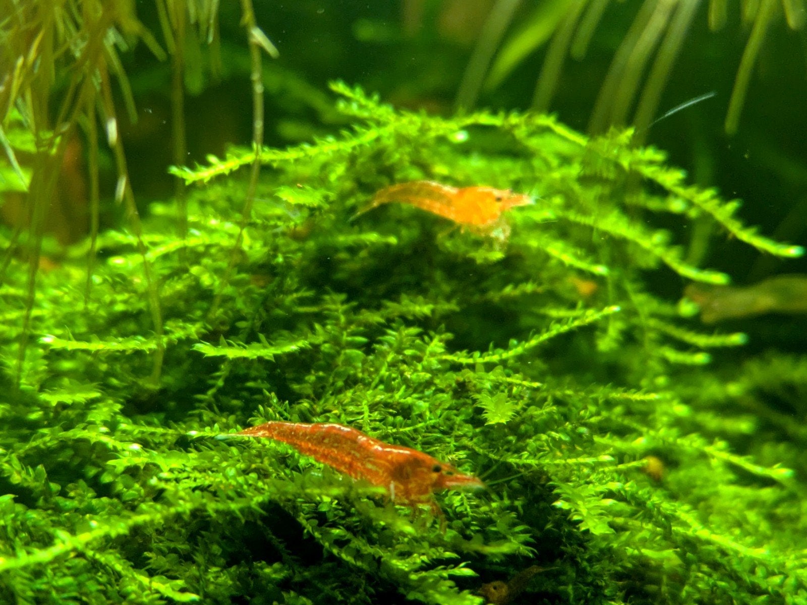 Vuurgarnalen Neocaridina 10 stuks voor 3€!, Dieren en Toebehoren, Vissen | Aquariumvissen, Kreeft, Krab of Garnaal