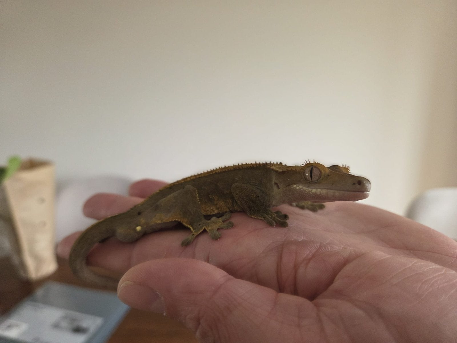 Wimpergekko man 24 gram – Harlequin x Dalmatian Crested Gecko - male for sale from Joost