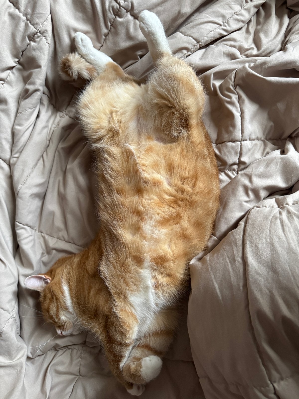 Lieve rode kater, Dieren en Toebehoren, Kater, Kortharig, 6 jaar of ouder