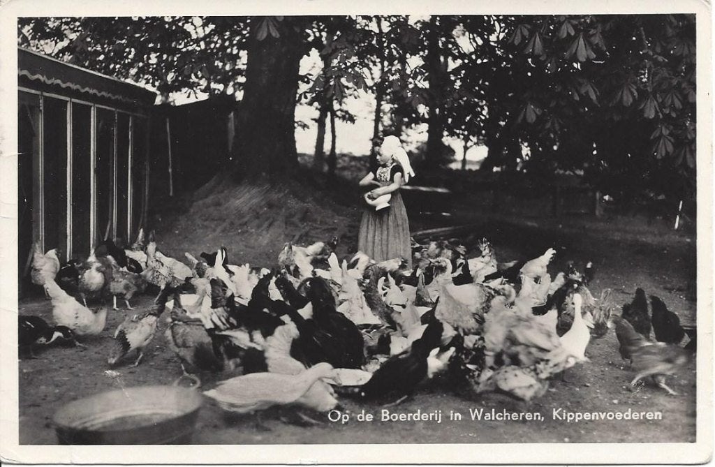 Walcheren, Boerderij, Kippenvoederen, Klederdracht, gel.1956, Ophalen of Verzenden, 1940 tot 1960, Gelopen, Zeeland