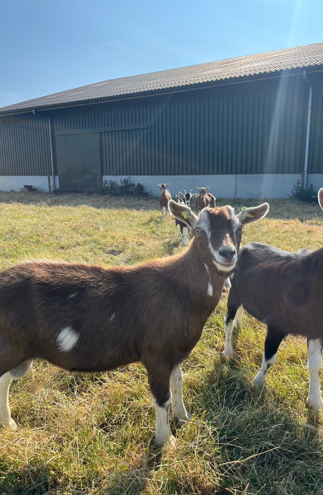 Bok, Dieren en Toebehoren, Schapen, Geiten en Varkens, Mannelijk, Geit, 0 tot 2 jaar