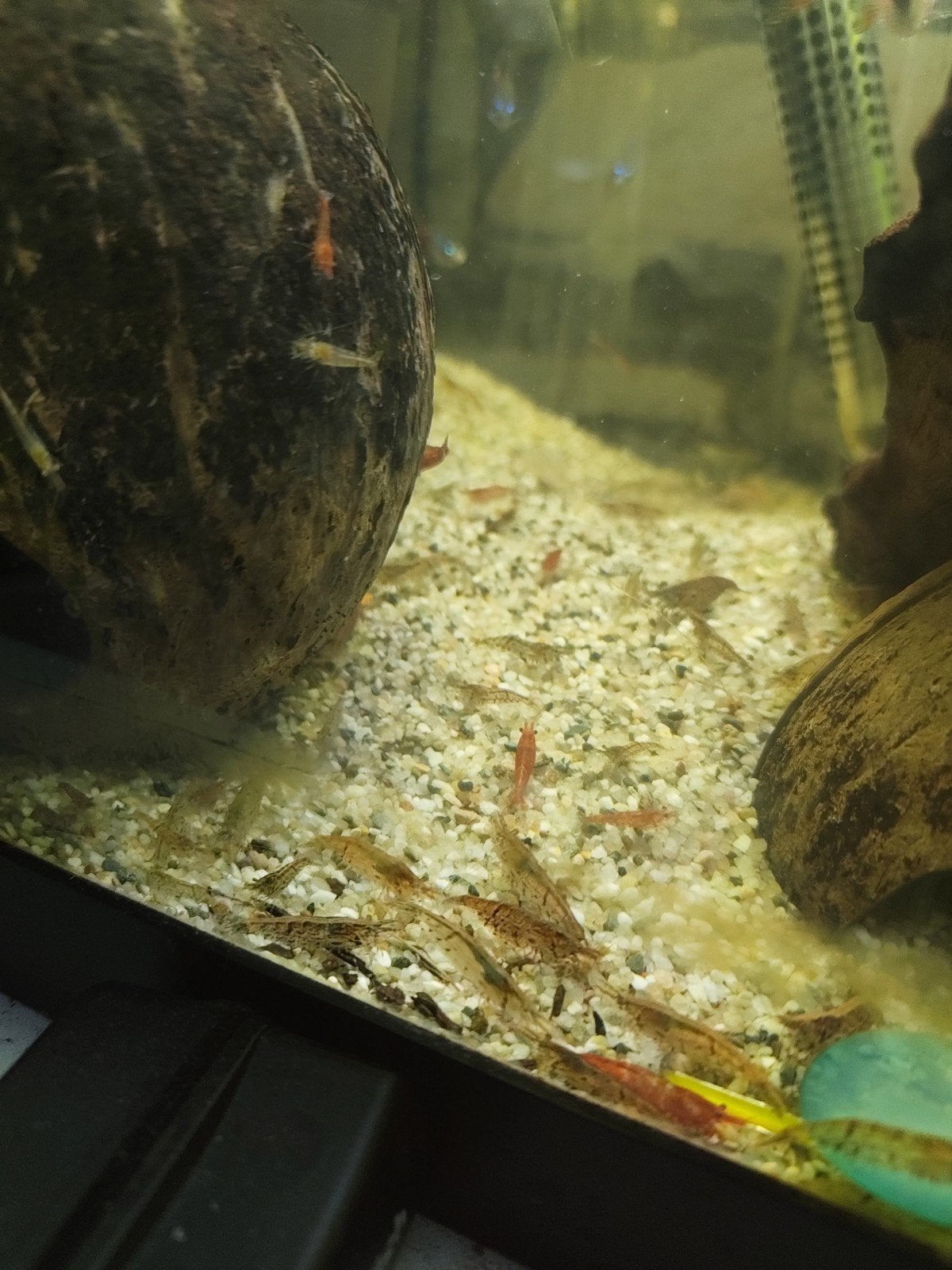 wildkleur garnaal, Dieren en Toebehoren, Kreeft, Krab of Garnaal