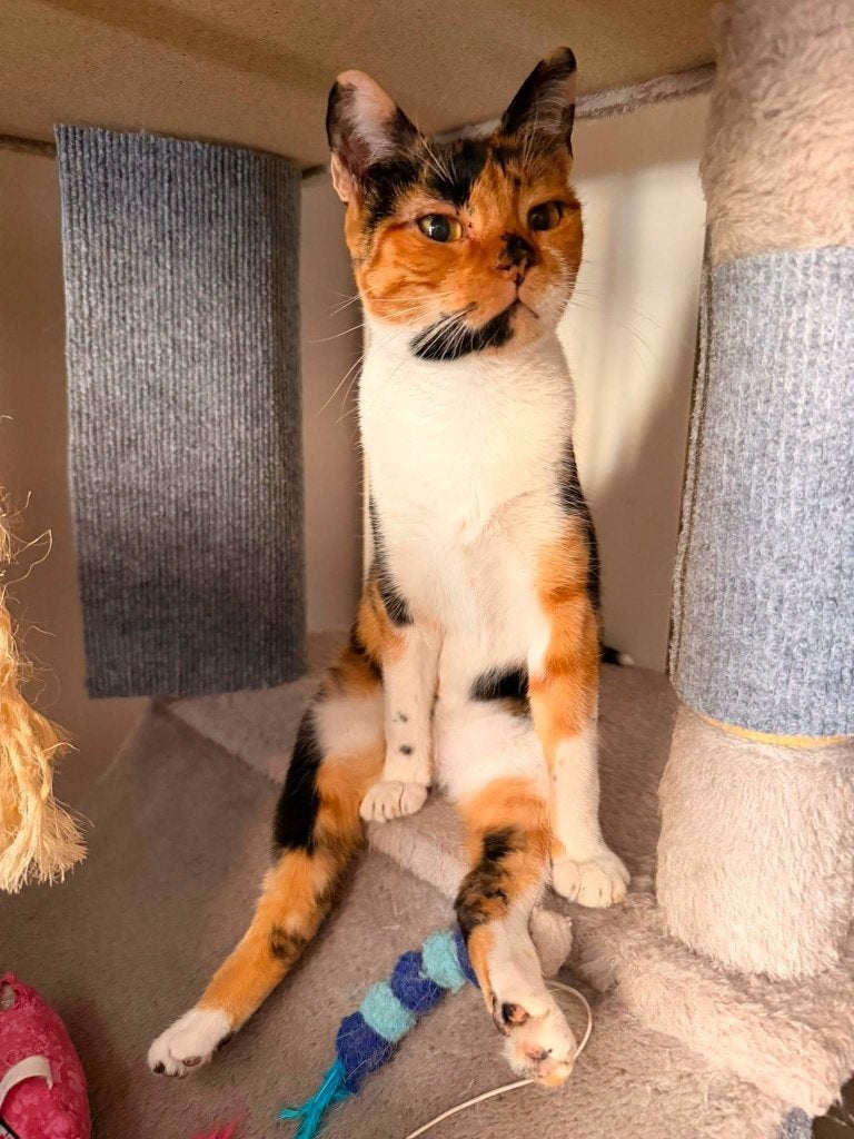 Jarela, Suki, gered van de straat, geboren 1-11-2023, Poes, Kortharig, 3 tot 5 jaar