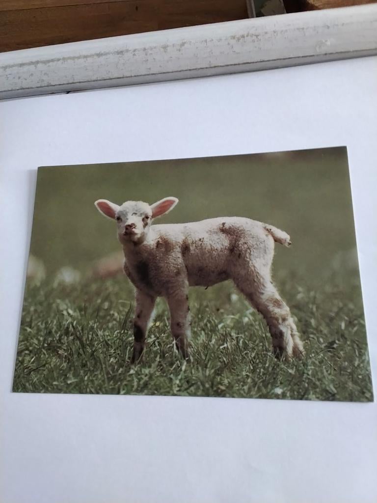 LAM :   MOOIER DAN OP EEN BORD, Verzamelen, Ophalen of Verzenden, Overige thema's