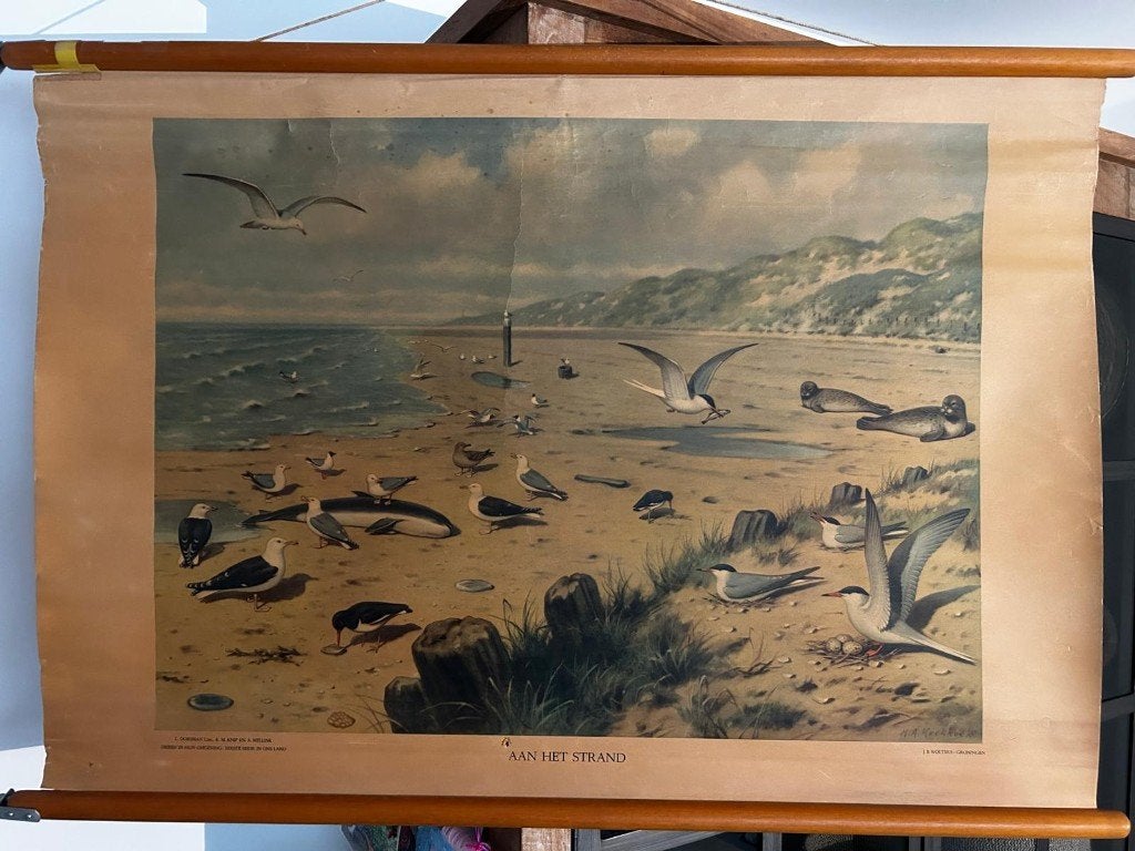 Aan het strand, Ophalen of Verzenden, Natuur en Biologie