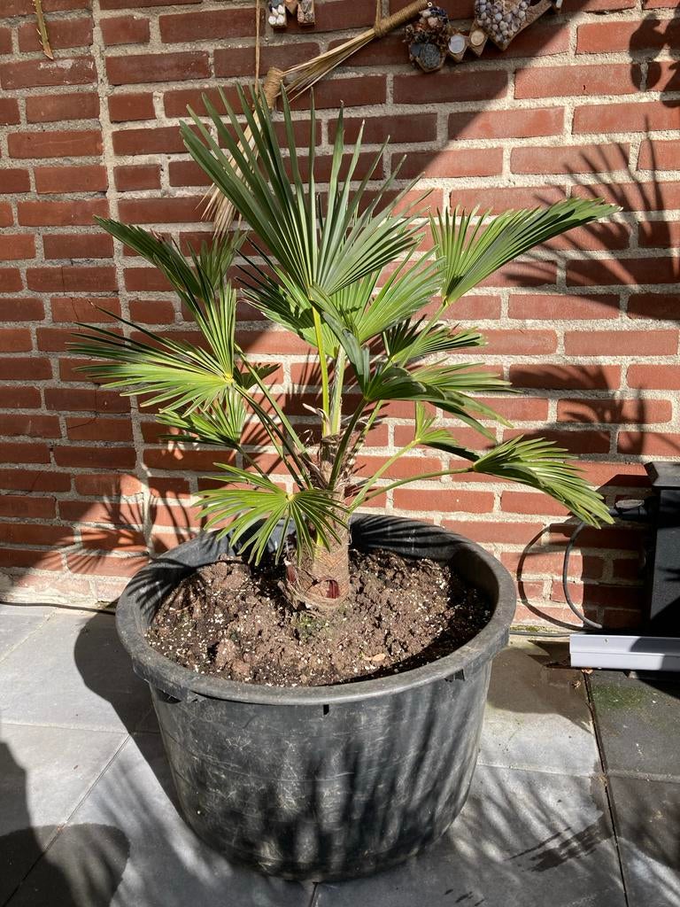 Mooi Wagnerianus palmboom in grote kuip, Tuin en Terras, Planten | Tuinplanten, Volle zon, Vaste plant, Bloeit niet, Ophalen