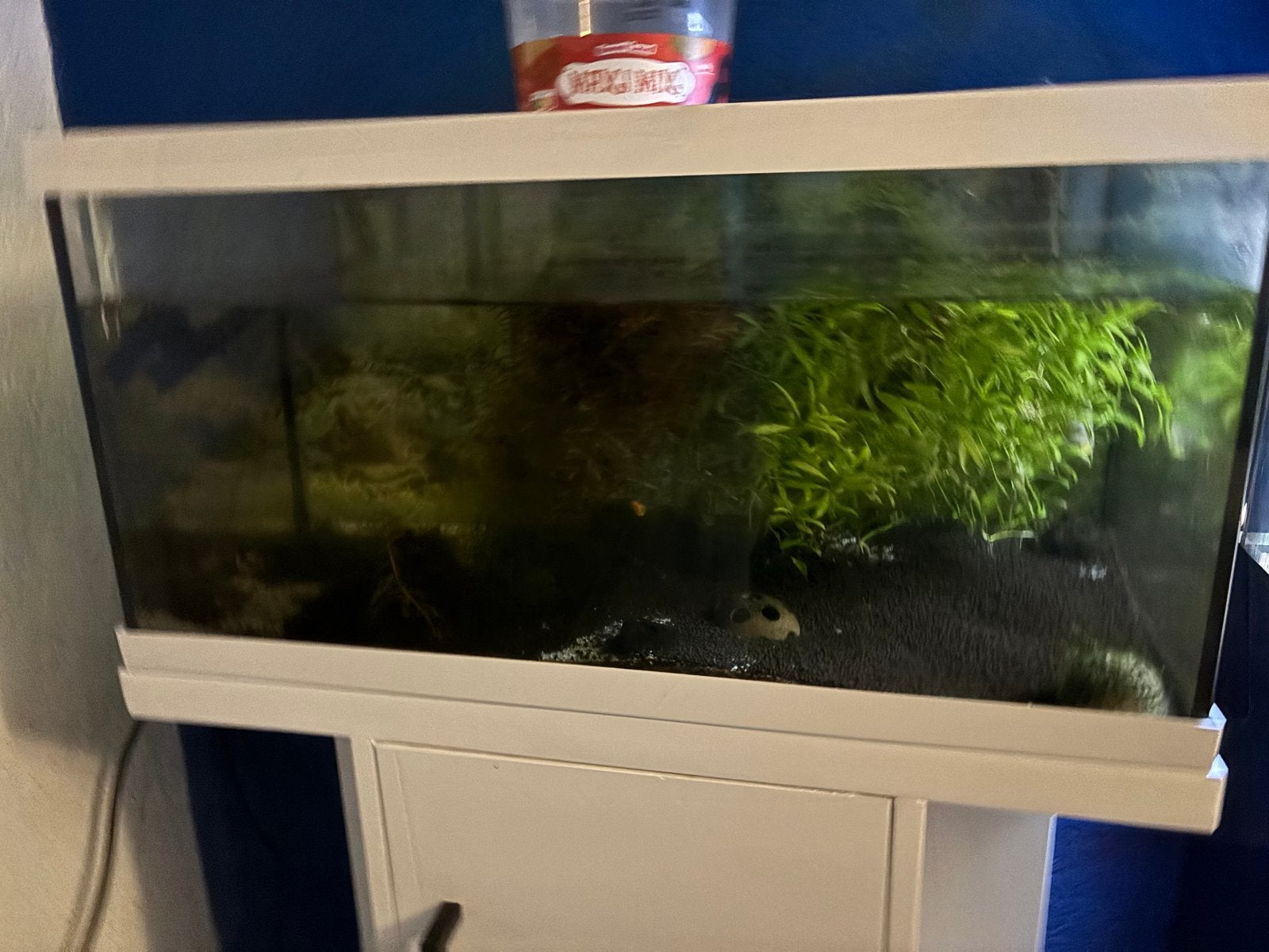 Eheim Aquastar 54l incl kast, filter en verwarming, Ophalen, Gebruikt, Leeg aquarium, Verwarming
