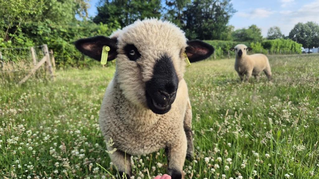 Hampshire down ooien, Vrouwelijk, Schaap, 0 tot 2 jaar