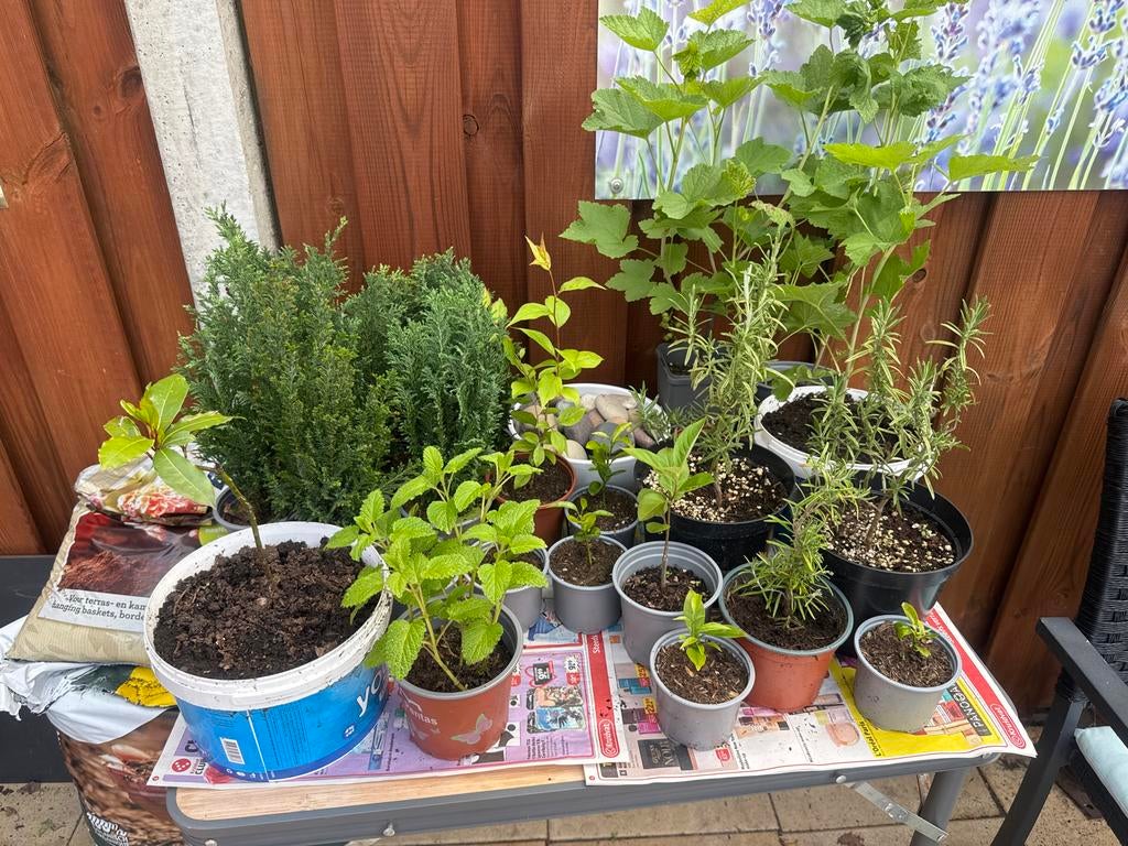 Diverse kruiden- en bessenplanten - Korting bij afname meer, Tuin en Terras, Planten | Tuinplanten, Vaste plant, Ophalen of Verzenden