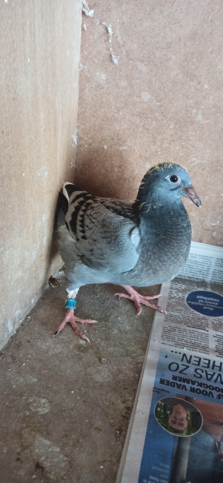 postduiven jongeduif, Dieren en Toebehoren, Vogels | Duiven, Mannelijk, Postduif