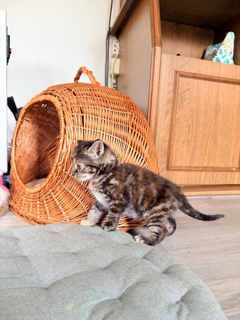 Een prachtig warm gekleurd kitten (poes), Poes, Kortharig, 0 tot 2 jaar
