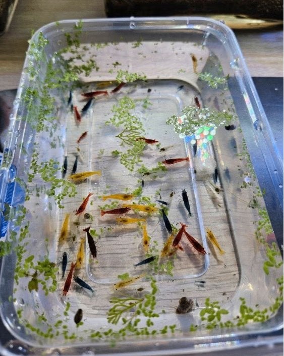 Neocaridina mix garnalen, Dieren en Toebehoren, Vissen | Aquariumvissen, Kreeft, Krab of Garnaal, Zoetwatervis