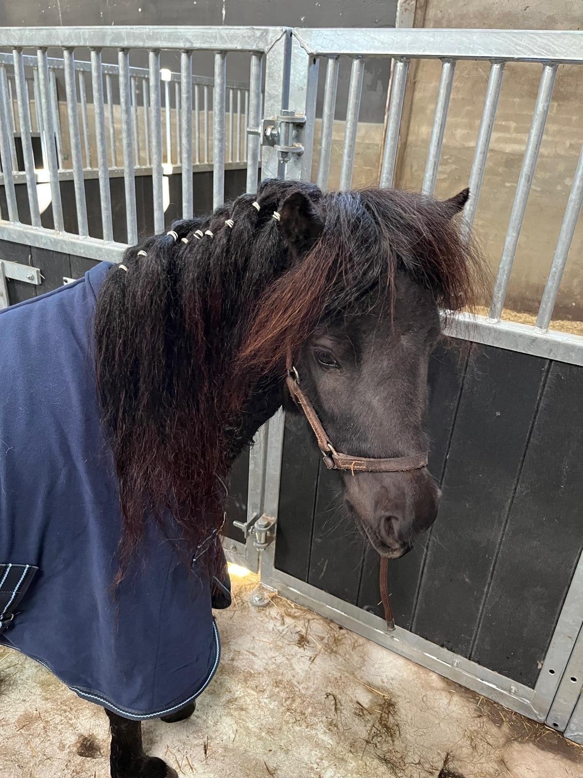 Prachtige en lieve NSPS Shetlander merrie, Dieren en Toebehoren, Pony's, Merrie, Met stamboom, Niet van toepassing, A pony (tot 1.17m)