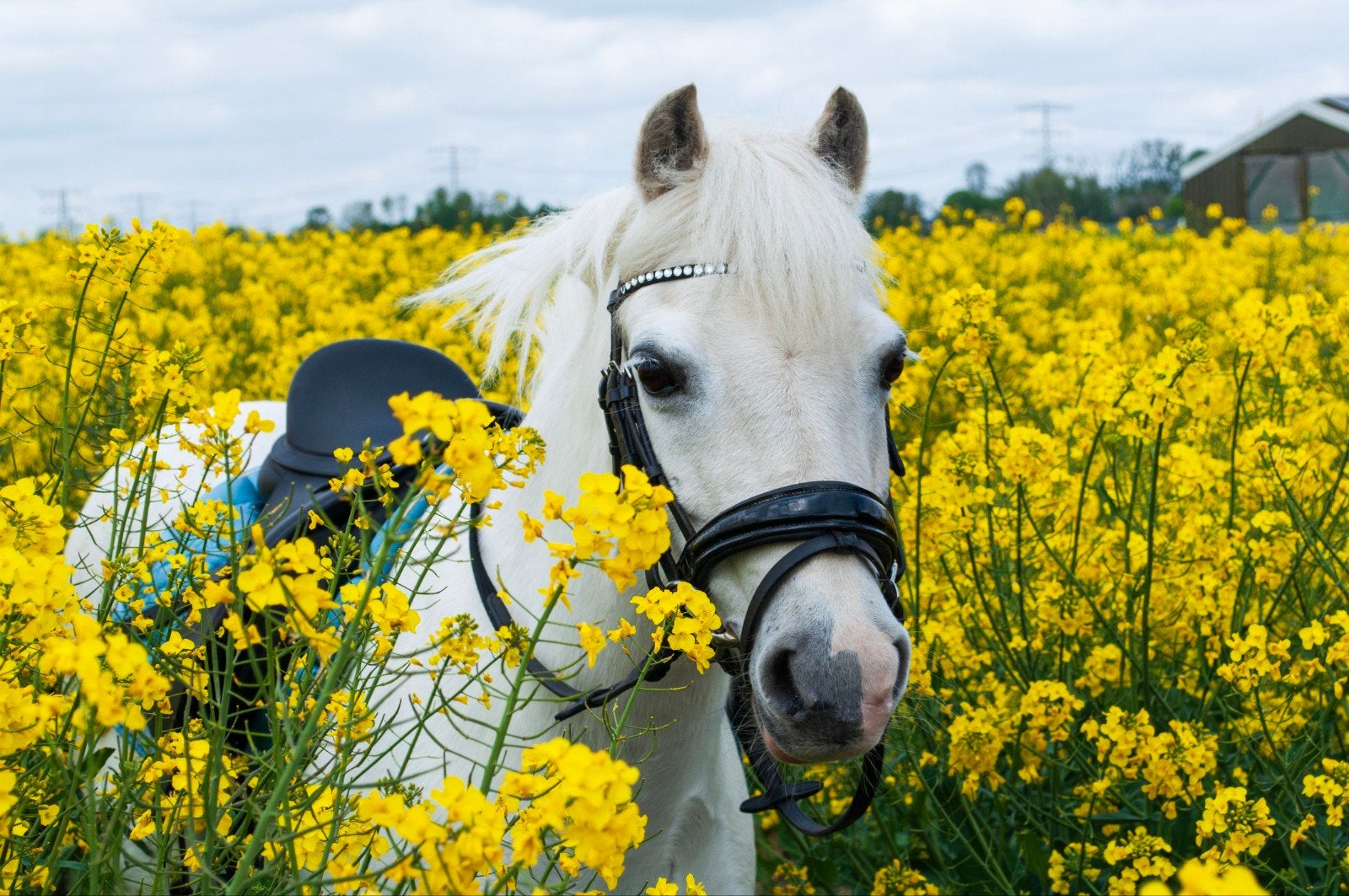 super lieve kinderpony, Dieren en Toebehoren, Pony's, Merrie, Met stamboom, Dressuurpony, L