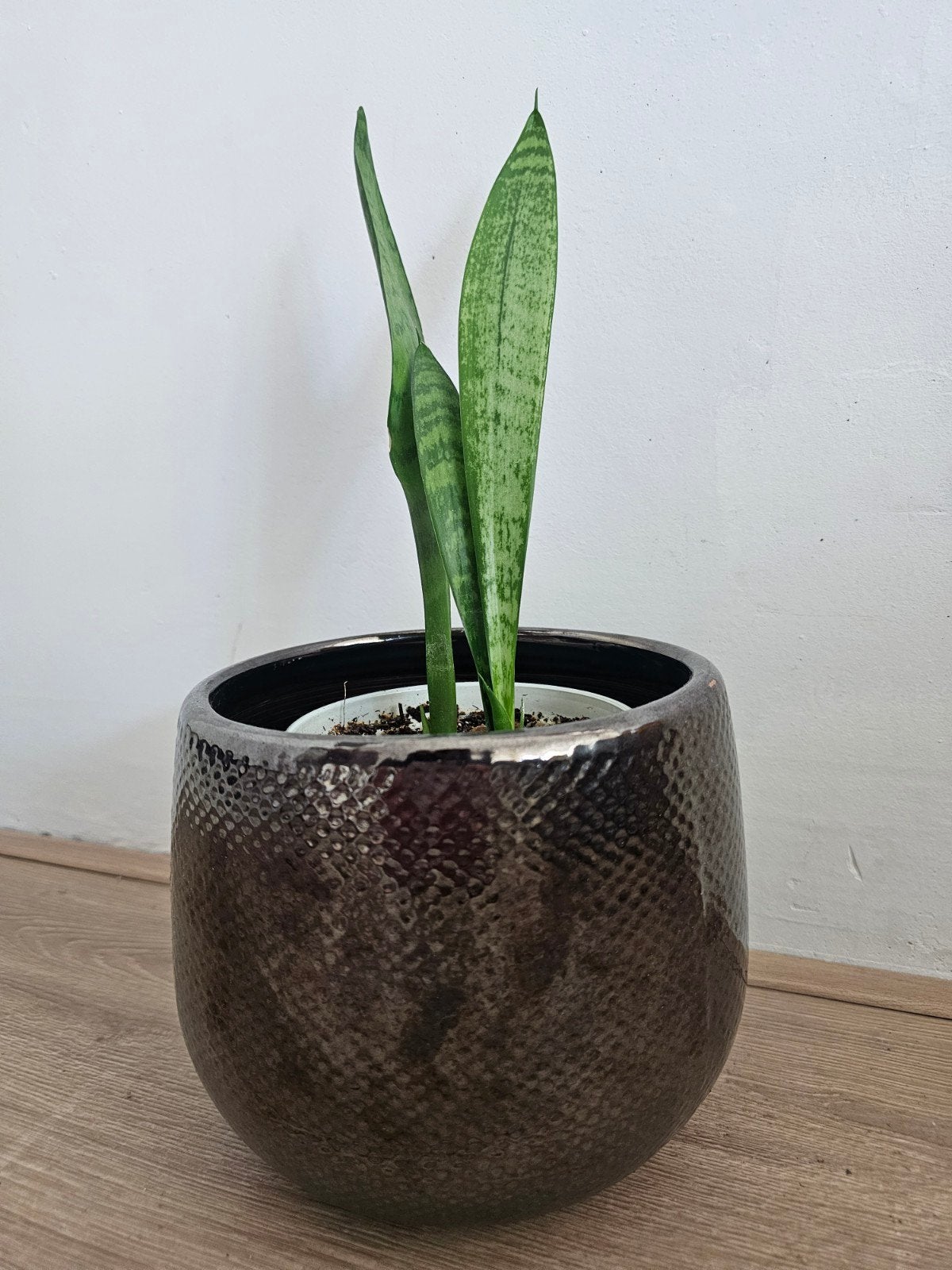 Mica Decorations Gabriel ronde bloempot met jonge plant🌿🌿, Ophalen