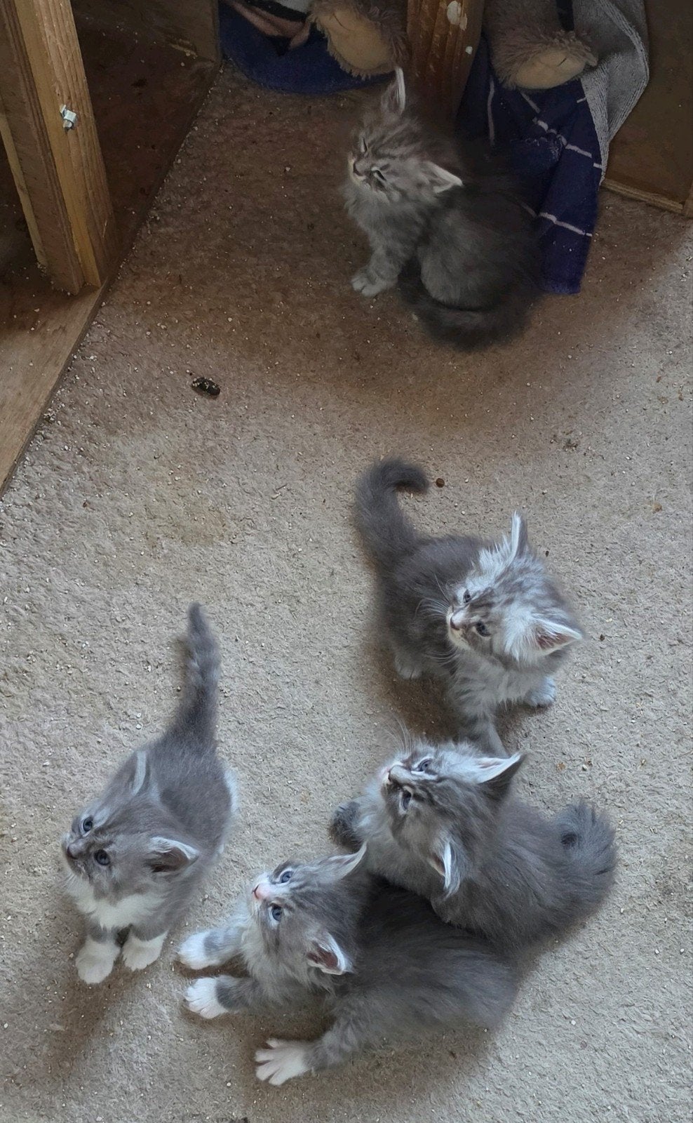 5 prachtige kittens kruising maine coon / Siberische kat, Meerdere dieren, Met stamboom, 0 tot 2 jaar