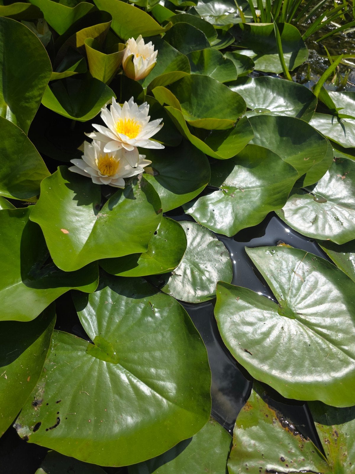 Grote witte water lelie plantjes, Ophalen