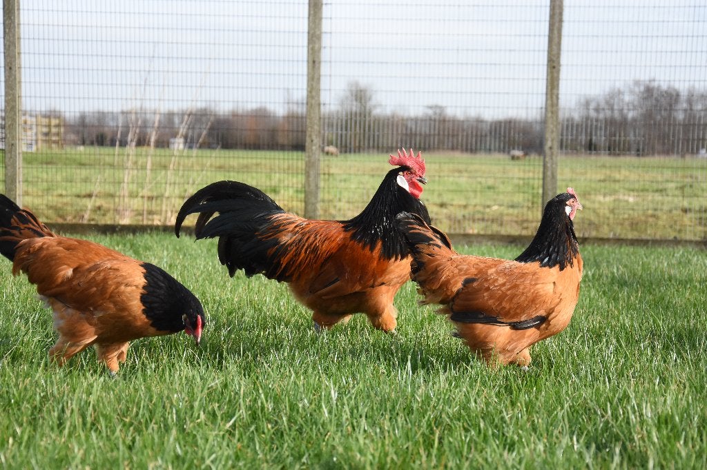 Vorwerk groot | Sierlijke kippen | Jonge kippen, Dieren en Toebehoren, Meerdere dieren, Kip