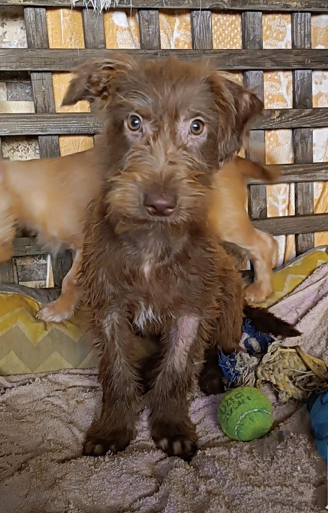 Waar mag deze leuke pup Ryan komnen wonen?, Dieren en Toebehoren, Honden | Niet-rashonden, Particulier, 15 weken tot 1 jaar, Reu