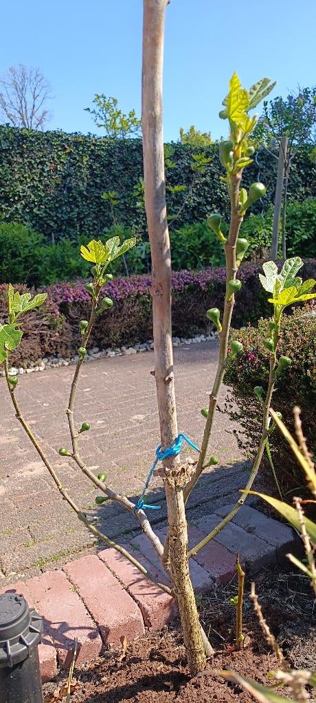 Vijgenboom, Ophalen, Minder dan 100 cm, Lente, Volle zon