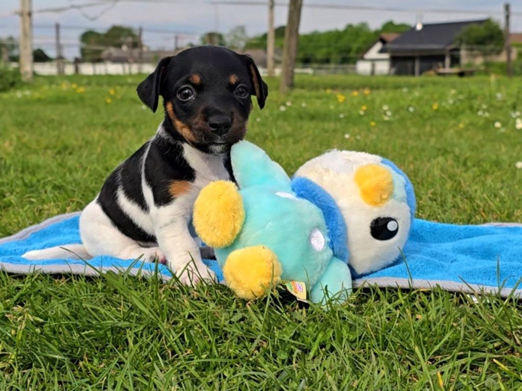 Met filmpjes! nog 3 Prachtige Jack Russell puppy's 😍🐶, Jack Russell Terriër, 8 tot 15 weken, Meerdere, Meerdere dieren
