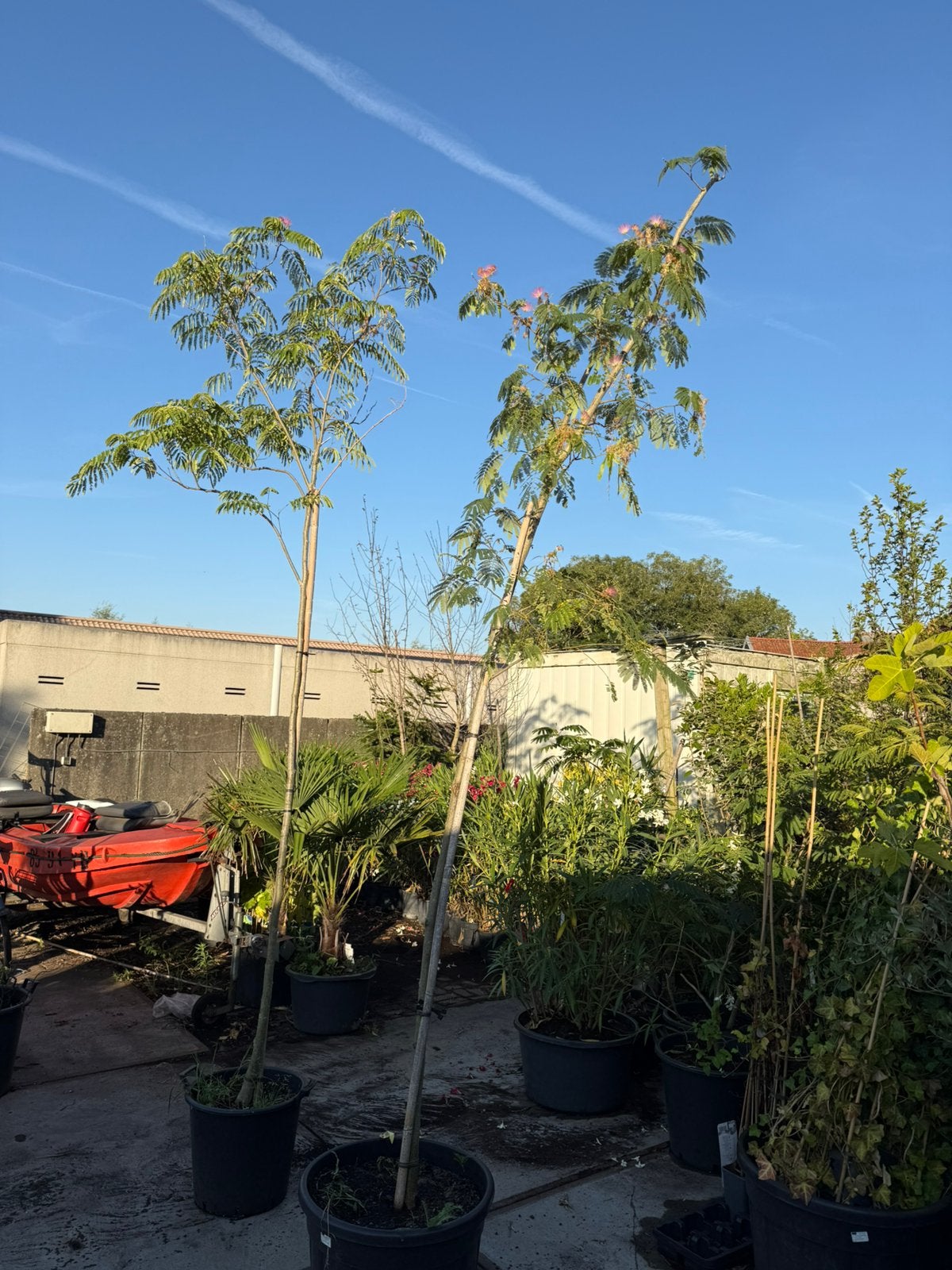Slaapbomen hoog stam grote kuip pot gekweekt prijs 98,50, Ophalen of Verzenden