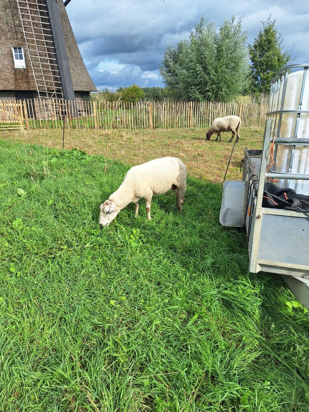 kruising schoonebeker schapen, Vrouwelijk, Schaap, 3 tot 5 jaar