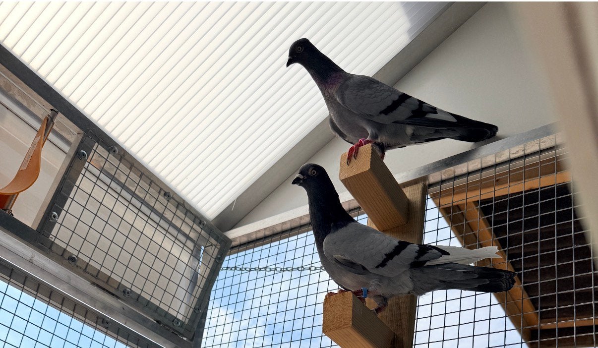 Duiven Hoogvliegers Csapos en boedapesters, Dieren en Toebehoren, Vogels | Duiven, Meerdere dieren, Overige soorten