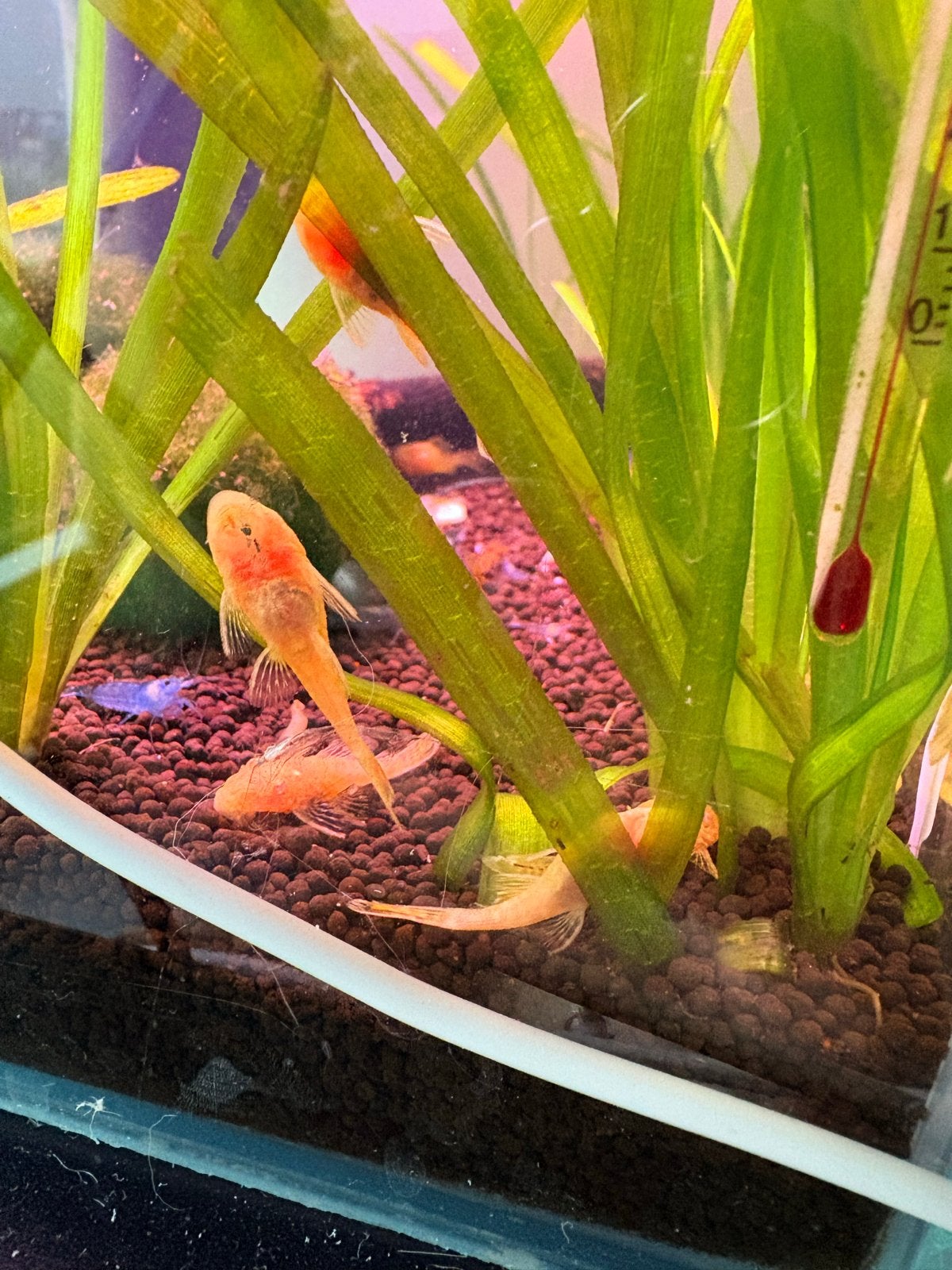 jonge Ancistrus Gold (albino), Dieren en Toebehoren, Vissen | Aquariumvissen, Vis