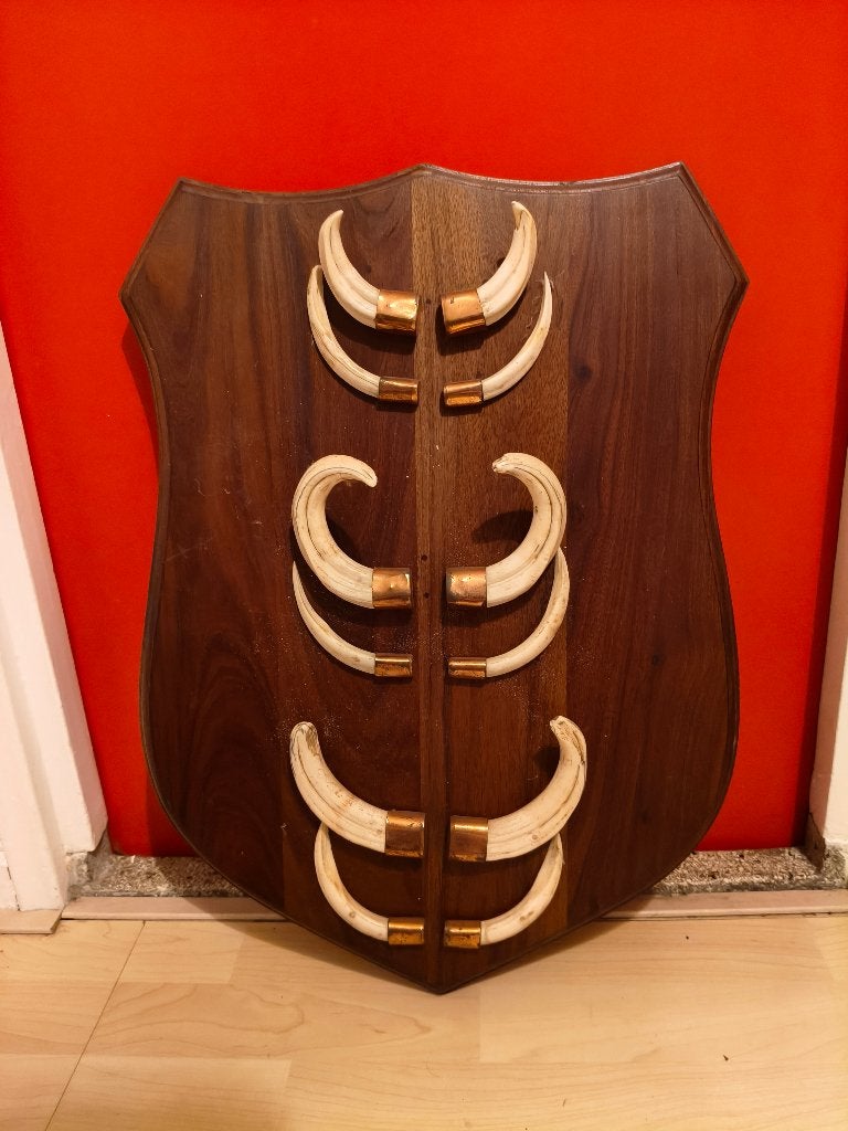 Gaaf schild met tanden everzwijn!, Ophalen of Verzenden, Zo goed als nieuw, Overige soorten, Overige typen